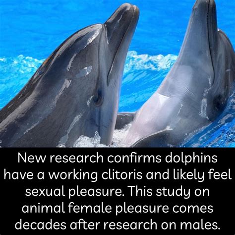 dolphin porn sex|Dolphin sex .